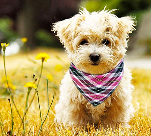 Poodle Dog Bandana Set for Festive Season
