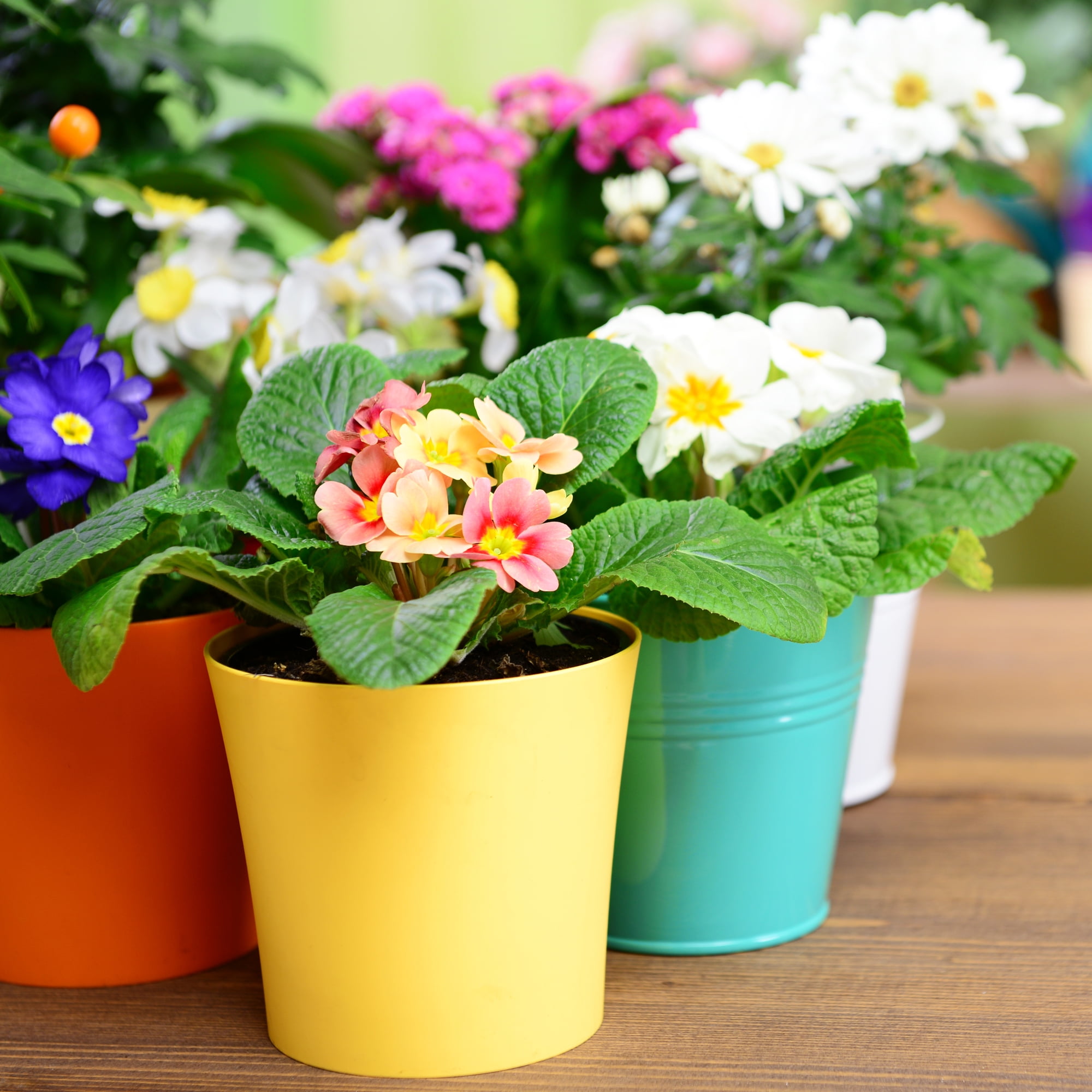 9W LED Grow Light Bulb, Non-Dimmable A19