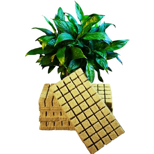 CastleGreens Rockwool Grow Cubes - 200 Plugs