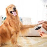 Dog Nail File & Scratch Board with Sandpaper