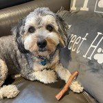 Durable Beef Flavor Dog Chew Toy for Aggressive Chewers