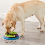 Outward Hound Lickin' Layers Dog Puzzle Feeder