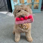 Interactive Dog Puzzle and Chew Toy Bundle