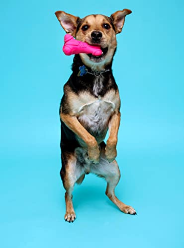 Small Dog Squeaky Bone Toy, 3 Pack