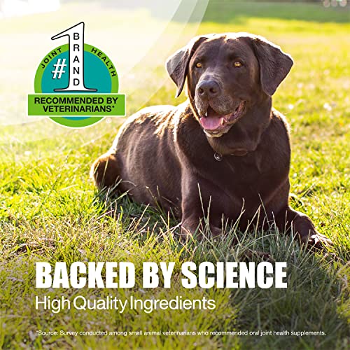 Joint Health Supplement for Large Dogs - Nutramax Dasuquin