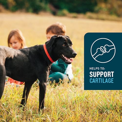Hip & Joint Supplement for Dogs, Chicken Flavored
