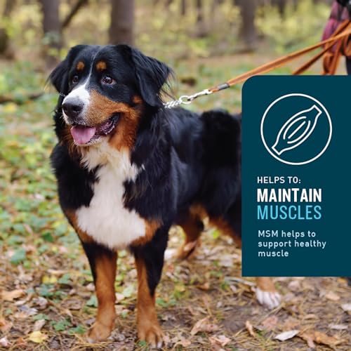 Hip & Joint Supplement for Dogs, Chicken Flavored