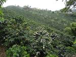 Colombian 100% Arabica Unroasted Green Coffee Beans