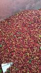 Colombian 100% Arabica Unroasted Green Coffee Beans