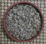 Unroasted Green Coffee Beans from Oaxaca, 4.5 lbs