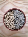 Unroasted Green Coffee Beans from Oaxaca, 4.5 lbs