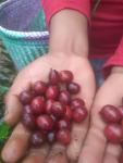 Unroasted Green Coffee Beans from Oaxaca, 4.5 lbs