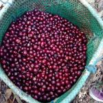 Unroasted Green Coffee Beans from Oaxaca, 4.5 lbs
