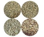 Roastika Green Coffee Bean Sampler Pack 4lb