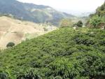La Compañia Micro Lot Green Coffee Beans 25 LB