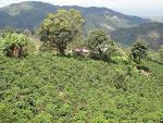 La Compañia Micro Lot Green Coffee Beans 25 LB