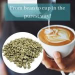 Jamaican Blue Mountain Green Coffee Beans - 1lb
