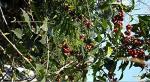Ethiopian Yirgacheffe Green Coffee Beans, 1 lb
