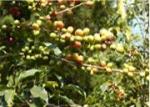 Ethiopian Yirgacheffe Green Coffee Beans, 1 lb