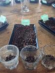 Ethiopian Yirgacheffe Green Coffee Beans, 1 lb