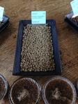 Ethiopian Yirgacheffe Green Coffee Beans, 1 lb