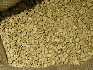 India Monsooned Malabar Unroasted Green Coffee Beans