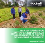 Kenya AA Green Arabica Coffee Beans - 5 LB