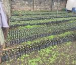 Kenya AA Green Arabica Coffee Beans - 5 LB