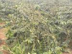 Kenya AA Green Arabica Coffee Beans - 5 LB