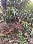 Kenya AA Green Arabica Coffee Beans - 5 LB