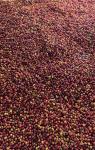 Colombian Single Origin Green Coffee Beans - 5 lbs