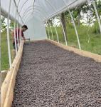 Colombian Single Origin Green Coffee Beans - 5 lbs