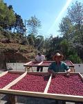 Guatemalan Green Coffee Beans - 2 LB Bag