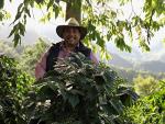 Guatemalan Green Coffee Beans - 2 LB Bag