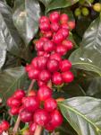 Guatemalan Green Coffee Beans - 2 LB Bag