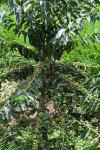 Kenya AA Unroasted Green Arabica Coffee Beans