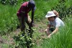 Kenya AA Unroasted Green Arabica Coffee Beans