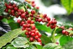 Ethiopian Yirgacheffe Green Coffee Beans, 1 Pound