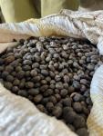 Ugandan Green Coffee Beans - 5 lb Bag