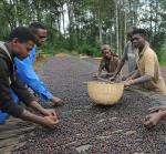 Ethiopian Sidamo Green Coffee Beans - 2lb