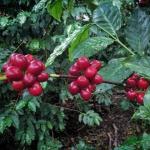 Guatemala Green Unroasted Coffee Beans, 10 Lbs