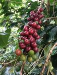 Colombian Huila Green Unroasted Coffee Beans (2 lbs)