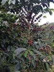 Colombian Huila Green Unroasted Coffee Beans (2 lbs)