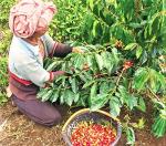 Sumatra Green Unroasted Coffee Beans - 16 Ounces