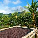 Sumatra Green Unroasted Coffee Beans - 16 Ounces