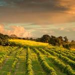 Hawaiian Kona Coffee - Chocolate Macadamia Nut, 8oz