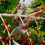 Hawaiian Kona Coffee - Chocolate Macadamia Nut, 8oz