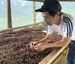 Excelsa Coffee Beans – Unroasted, Bright Flavor