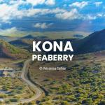 Gourmet Coffee Gift Box: Whole Beans Variety