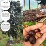 Vietnam Excelsa Green Coffee Beans, Unroasted, 1 lb